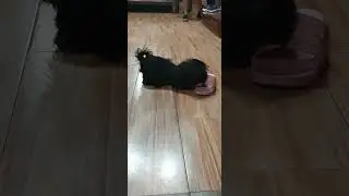 black shih tzu playing with slipper