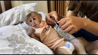 Monkey Icy lets Mum trim her nails so nicely