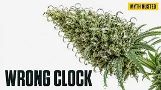 When to Harvest Outdoor Plants: Trichomes, Bud Rot & Frost