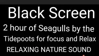 Black Screen1 hour of Seagulls by the Tidepoots for focus and Relax RELAXING NATURE SOUND