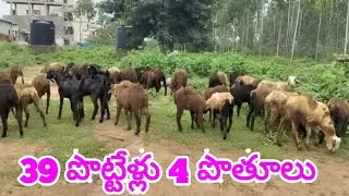 Hyderabad sheep rams bakra 9866045896