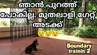 dog training : 