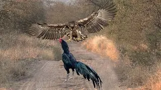 HEBOH Elang Salah Pilih Mangsa Ayam Jago - TOP Momen Elang vs Ayam, Burung Bangkai Dan Hewan Lainnya