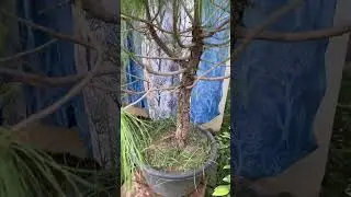 Big Size Pine Tree Available At || BonsaiGardenNursery || Contact Now 👇