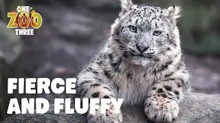 Playful Big Cats, Cute Kittens & Awesome Hunters! | One Zoo Three | Aaron, Tyler & Cam Whitnall