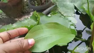water lilies and Mexican sword