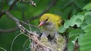 Wildpix Travel promo Bulgarije - Wild Bulgaria 720p