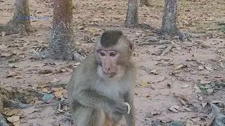 Update Rex baby and Rose monkey today got some food this morning
