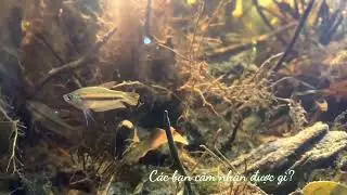 Bring underwater nature home. #biotopeaquarium #nature #habitat 