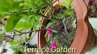 Monsoon Terrace Garden@learninggrounds3356