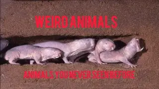 Weird animals