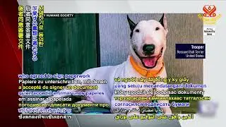 2681 NWN 7 US canine friend finds forever home after surviving abandonment during Hurricane Milton 1