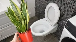 Keep a snake plant in your bathroom. You won&rsquo;t believe what happens