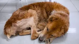 Dog Locked Away Her Whole Life Finally Experiences Freedom