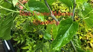 Super Dwarf Black Pakistan Mulberry