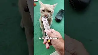 Paket snack creamy kucing isi 50pcs #review #wetfood #catfoodreview #cemilankucing