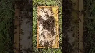 Bees Robbing Honey 🍯🐝 #shorts