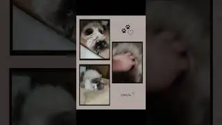 kočky u babičky.