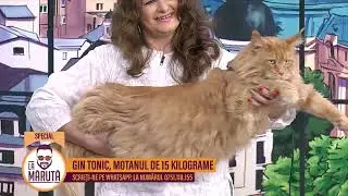 Gin tonic, motanul de 15 kilograme