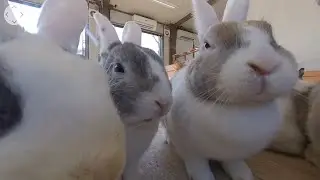 【千葉市動物公園公式】【360度・ＶＲ映像】ウサギ:アニマルタッチハウスでえさやり