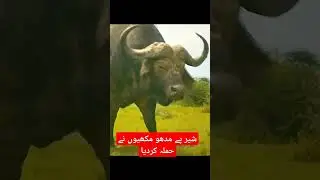 madu bee attack tiger #youtube #animals #youtubeshorts #youtubevideos