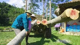 agricultural vehicles transporting timber, transporting acacia wood to the timber factory.