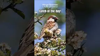 Handsome House Sparrow Caught a Big Meal #birds
