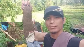 Kamuting kahoy 