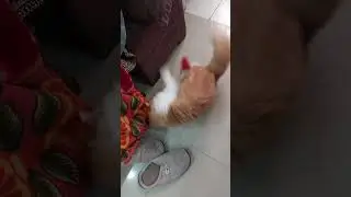 चूहा bhag gaya sofa ke andar billi का #cutecat #funny #kitty #trending #jumpingcat #viralshortsfeed