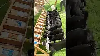 Baby Goats Enjoying Milk Time on the Farm 🐐✨ Cuteness Overload#funny#comedy #youtubeshorts
