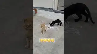 #doggy doggy love#dogs#cats #youtube shorts#reels#viral video