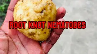 Deal with nematodes in Zulu