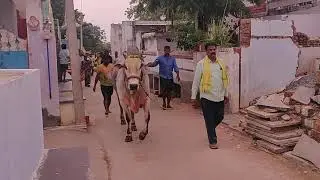 RK BULLS RAMA and BHEEMA after winning 🥇1st place at Dharmavaram category
