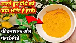 मरते हुए पौधे को बचा सकती है हल्दी जानें कैसे | Use Turmeric in the Garden and See What Happens!!