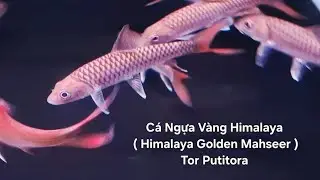 C&aacute; ngựa v&agrave;ng Himalaya. ( Himalaya Golden Mahseer ). Tor Putitora. Ken Nhi Shop. 