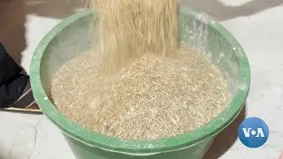 Halt of Black Sea Grain Deal Upends Nigeria's Struggle for Wheat Self-Sufficiency | VOANews