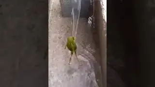 Funny 2020 frog dance Прикол 2020 лягушенок танец