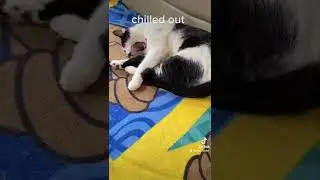 Cats - I got 3 looks