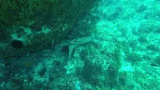 Plongée -40m ( mes copines les murènes ) 🤣