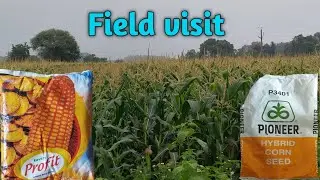 Profit corn & P3401 corn field visit। Profit corn field। P3401 corn field। Pioneer। Kaveri