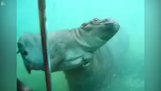 Baby hippo gets help to the surface to breathe by his mom