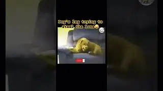 try not to laugh,funny Dog fighting to his leg😂 #funny #dog #furpets #shorts