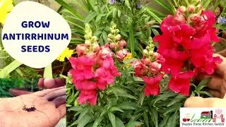 How to Grow Snapdragon Seeds with Tips at Asim Rooftop Garden | #Antirrhinum | #dogflowers