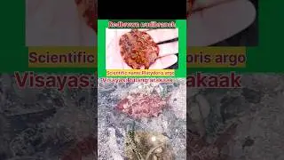 Redbrown nudibranch Scientific name Platydoris argo pulang arakaak #shortvideos #seacreatures #fish