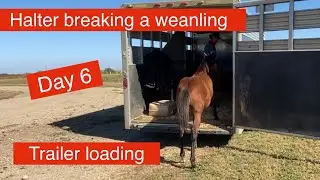 Halter breaking a weanling Day 6 Trailer loading