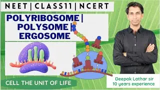 Polyribosome | Polysome | Ergosome | Ribosome | Cell:The Unit of Life | NEET | Prokaryotes