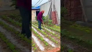 Boosting Soil Health with simple technique  #plants #shorts