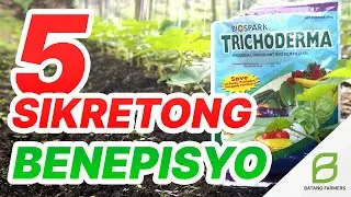 TRICHODERMA: 5 Sikreto Sa Mabilis Na Paglago Ng Halaman - Mga Benepisyo | Biocontrol Agent
