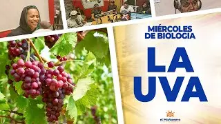 La UVA y LOS BULTOS DEL VINO - Ariel Santana