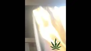 How to decarb cannabis